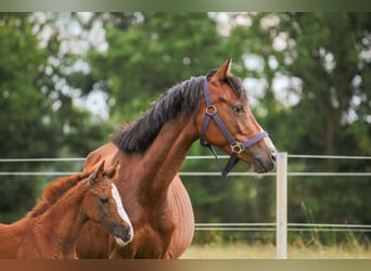 Deutsches Reitpony, Stute, Fohlen (01/2025), 148 cm, Brauner