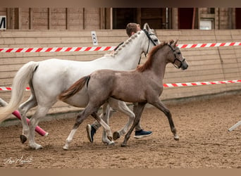 Deutsches Reitpony, Stute, Fohlen (05/2024), 148 cm, Braunfalbschimmel