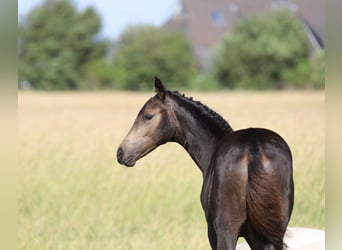 Deutsches Reitpony, Stute, Fohlen (04/2026), 148 cm, Buckskin