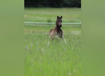 Deutsches Reitpony, Stute, Fohlen (04/2026), 148 cm, Buckskin