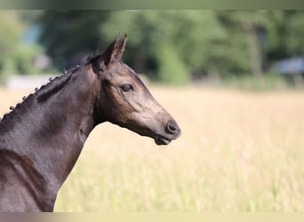 Deutsches Reitpony, Stute, Fohlen (04/2026), 148 cm, Buckskin