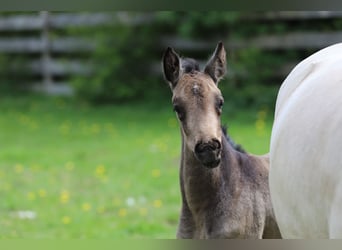 Deutsches Reitpony, Stute, Fohlen (04/2026), 148 cm, Buckskin