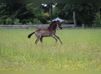 Deutsches Reitpony, Stute, Fohlen (04/2026), 148 cm, Buckskin