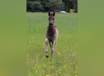 Deutsches Reitpony, Stute, Fohlen (04/2026), 148 cm, Buckskin
