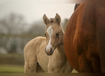 Deutsches Reitpony, Stute, , 148 cm, Buckskin