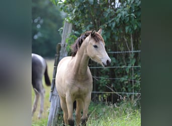 Deutsches Reitpony, Stute, Fohlen (03/2023), 148 cm, Buckskin