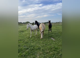 Deutsches Reitpony, Stute, , 148 cm, Cremello