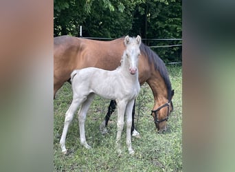Deutsches Reitpony, Stute, , 148 cm, Cremello