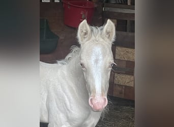 Deutsches Reitpony, Stute, , 148 cm, Cremello