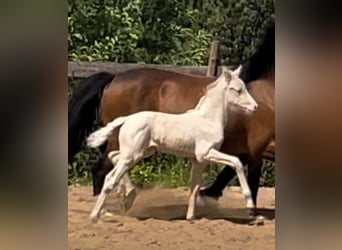 Deutsches Reitpony, Stute, , 148 cm, Cremello