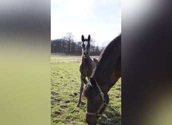 Deutsches Reitpony, Stute, Fohlen (03/2024), 148 cm, Dunkelbrauner