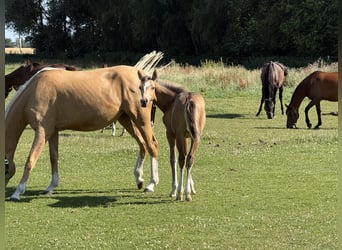 Deutsches Reitpony, Stute, Fohlen (03/2026), 148 cm, Falbe