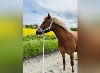 Deutsches Reitpony, Stute, , 148 cm