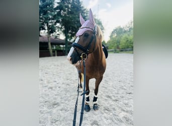 Deutsches Reitpony, Stute, Fohlen (01/2025), 148 cm, Fuchs