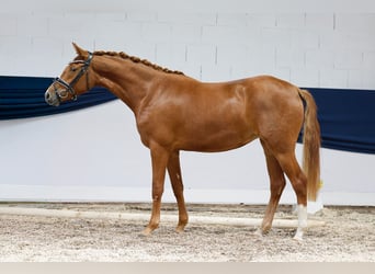 Deutsches Reitpony, Stute, Fohlen (04/2025), 148 cm, Fuchs