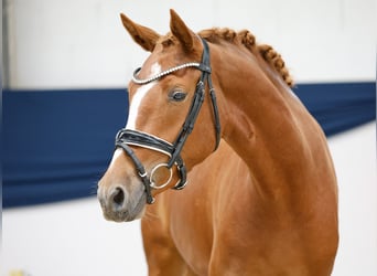 Deutsches Reitpony, Stute, Fohlen (04/2025), 148 cm, Fuchs