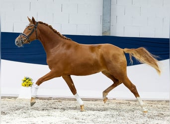 Deutsches Reitpony, Stute, Fohlen (04/2025), 148 cm, Fuchs