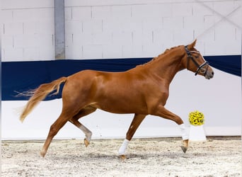 Deutsches Reitpony, Stute, Fohlen (04/2025), 148 cm, Fuchs