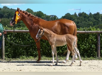 Deutsches Reitpony, Stute, , 148 cm, Fuchs