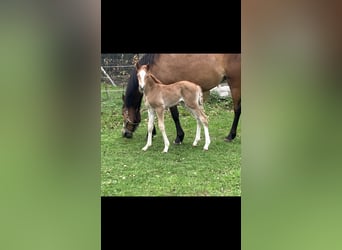 Deutsches Reitpony, Stute, , 148 cm, Fuchs