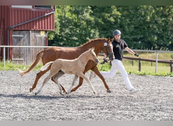 Deutsches Reitpony, Stute, Fohlen (05/2026), 148 cm, Palomino