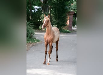 Deutsches Reitpony, Stute, Fohlen (04/2026), 148 cm, Palomino