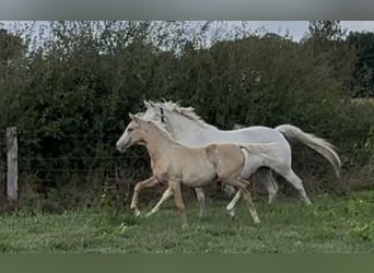 Deutsches Reitpony, Stute, Fohlen (03/2025), 148 cm, Palomino