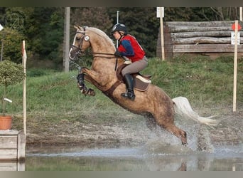 Deutsches Reitpony, Stute, Fohlen (05/2026), 148 cm, Palomino