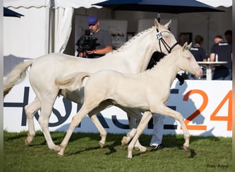 Deutsches Reitpony, Stute, Fohlen (03/2023), 148 cm, Perlino