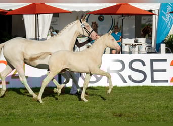 Deutsches Reitpony, Stute, Fohlen (03/2023), 148 cm, Perlino