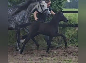 Deutsches Reitpony, Stute, Fohlen (04/2024), 148 cm, Rappschimmel