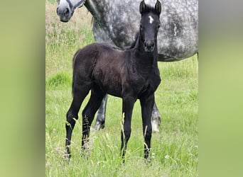 Deutsches Reitpony, Stute, Fohlen (04/2024), 148 cm, Rappschimmel