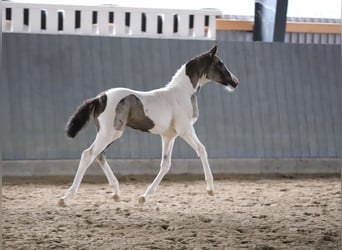 Deutsches Reitpony, Stute, Fohlen (06/2025), 148 cm, Schecke