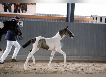 Deutsches Reitpony, Stute, Fohlen (06/2025), 148 cm, Schecke