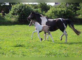 Deutsches Reitpony, Stute, Fohlen (06/2025), 148 cm, Schecke