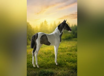 Deutsches Reitpony, Stute, Fohlen (06/2025), 148 cm, Schecke