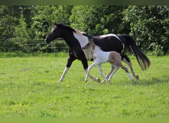 Deutsches Reitpony, Stute, Fohlen (06/2025), 148 cm, Schecke