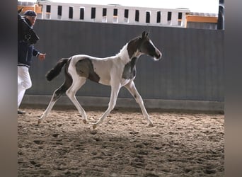 Deutsches Reitpony, Stute, Fohlen (06/2025), 148 cm, Schecke