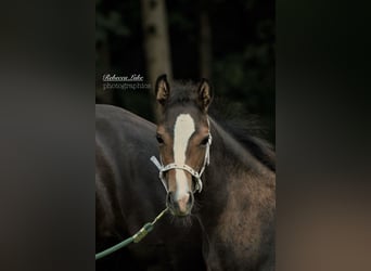 Deutsches Reitpony, Stute, Fohlen (05/2025), 148 cm