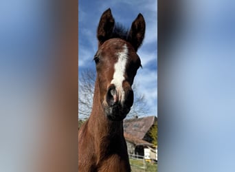 Deutsches Reitpony, Stute, , 150 cm, Brauner