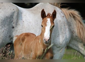 Deutsches Reitpony, Stute, , 150 cm, Fuchs