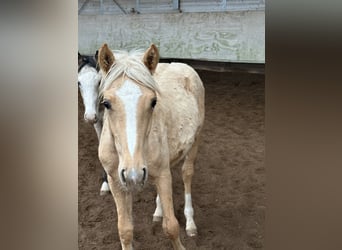 Deutsches Reitpony Mix, Stute, Fohlen (03/2026), 150 cm, Palomino
