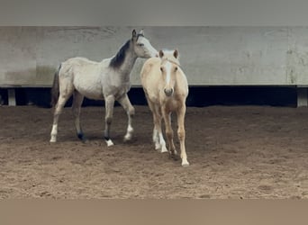 Deutsches Reitpony Mix, Stute, Fohlen (03/2026), 150 cm, Palomino