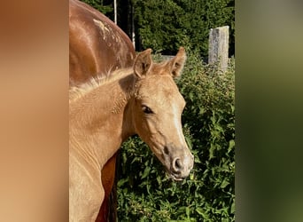 Deutsches Reitpony, Stute, , 150 cm, Palomino
