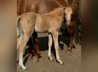 Deutsches Reitpony, Stute, , 150 cm, Palomino