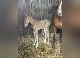 Deutsches Reitpony, Stute, , 150 cm, Palomino