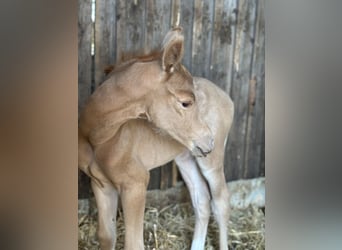Deutsches Reitpony, Stute, , 150 cm, Palomino