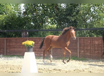Deutsches Reitpony, Stute, Fohlen (03/2025), 153 cm, Brauner
