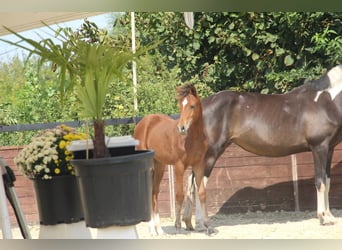 Deutsches Reitpony, Stute, Fohlen (03/2025), 153 cm, Brauner