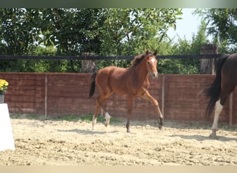 Deutsches Reitpony, Stute, Fohlen (03/2025), 153 cm, Brauner